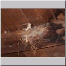 Hirundo rustica - Rauchschwalbe 06.jpg